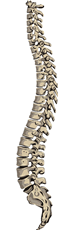 Spinal column